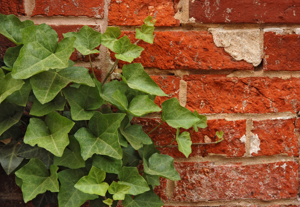English_Ivy_Hedera_helix_Red_Brick_Wall_2892px