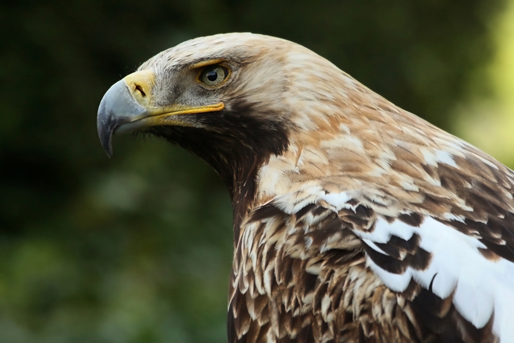 Kaiseradler_Aquila_heliaca_e_amk