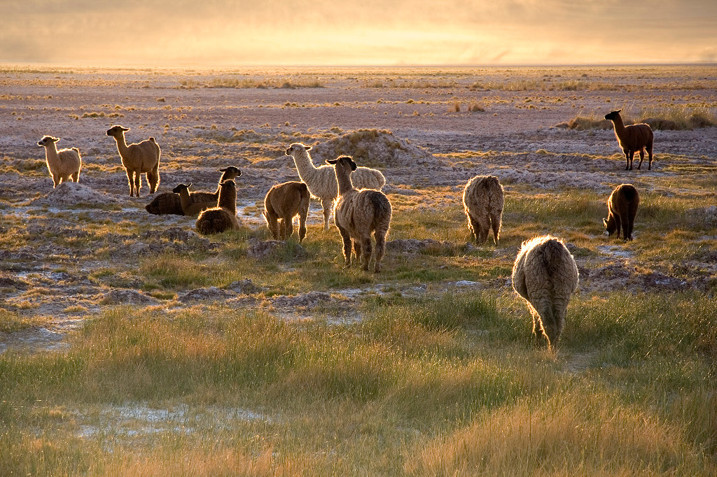 Lamas_in_the_sunset_San_Pedro_de_Atacama_Chile_Luca_Galuzzi_2006
