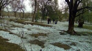 Hailstorm Hits Mawar Hamlets; Causes Extensive Damage to Orchards, Standing Crops