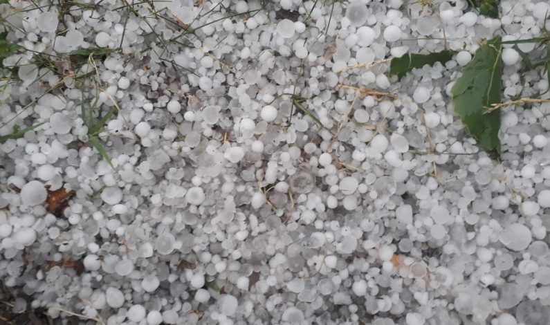 Hailstorms damage fruit crop in several areas of Kashmir