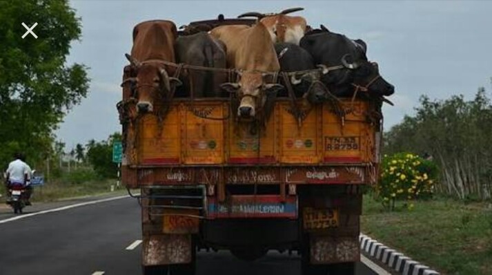 Truck carrying bovine to Kashmir set on fire in Ramban