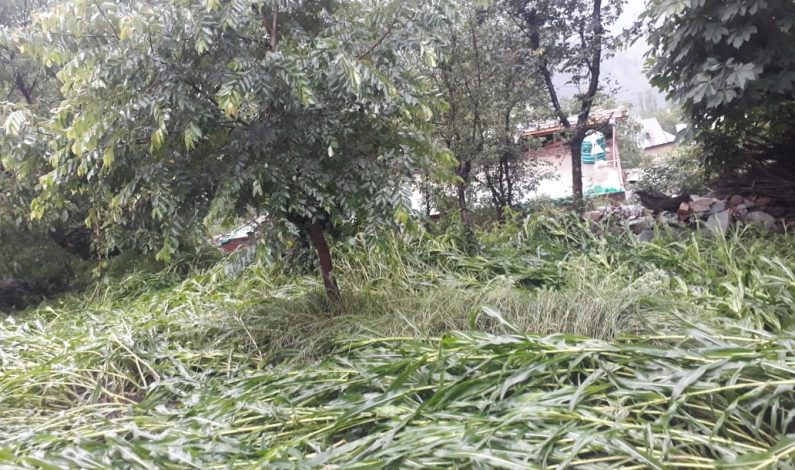 Windstorm destroys standing crops in Tral villages Windstorm destroys standing crops in Tral villages