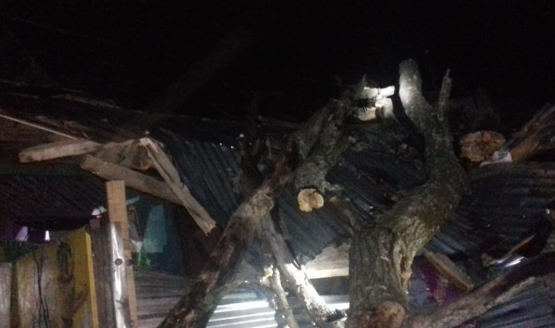 Tree crushes house in Ganderbal, inhabitants escape unhurt