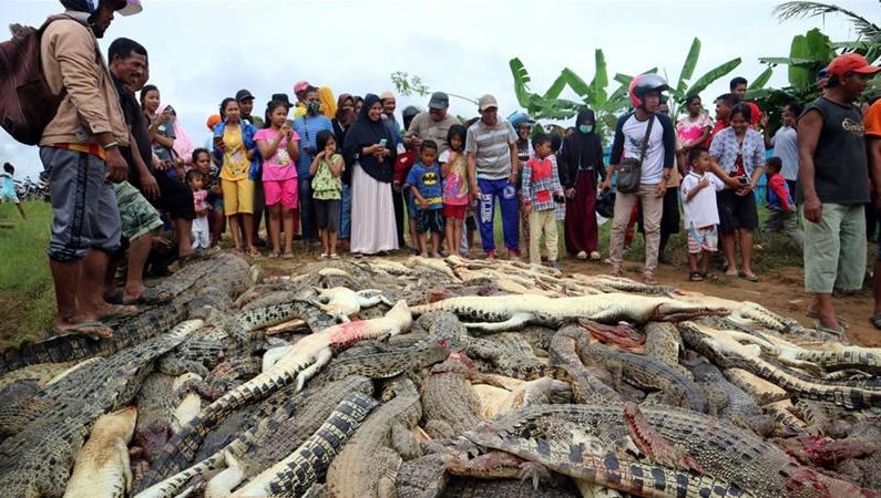 Indonesia: Crocodiles kill man, in revenge people slaughter 292 crocs Indonesia: Crocodiles kill man, in revenge people slaughter 292 crocs