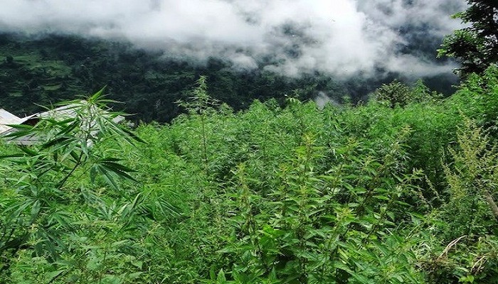 Officials on way to destroy ‘cannabis’ attacked by mob in Shopian village Officials on way to destroy ‘cannabis’ attacked by mob in Shopian village