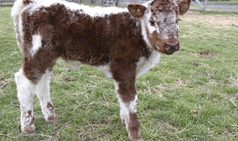 First Embryo Transplanted Calf born in J&K