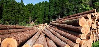 Huge Quantity of Illicit Timber Recovered in Handwara; Departmental Employees Involved, Action Initiated: Officials