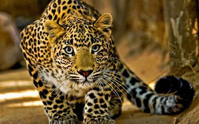 Leopard captured alive in Ganderbal’s Mansbal