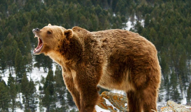 Bear attack leaves 2 including a woman injured in Tral