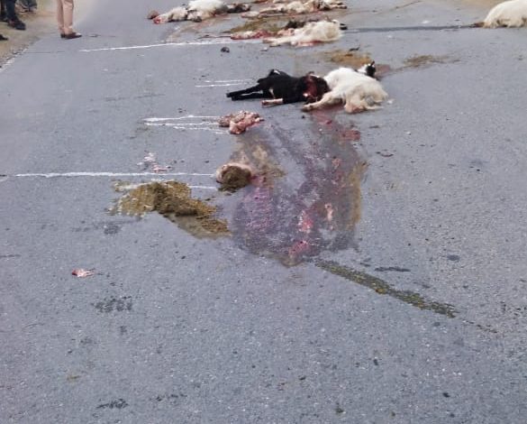Fast moving truck crushes Shepherd, over a dozen sheep to death in Jammu & Kashmir’s Ramban Fast moving truck crushes Shepherd, over a dozen sheep to death in Jammu & Kashmir’s Ramban