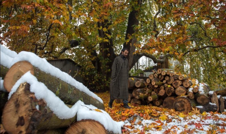 Autumn in Bloom: When Army took me as a human shield Autumn in Bloom: When Army took me as a human shield