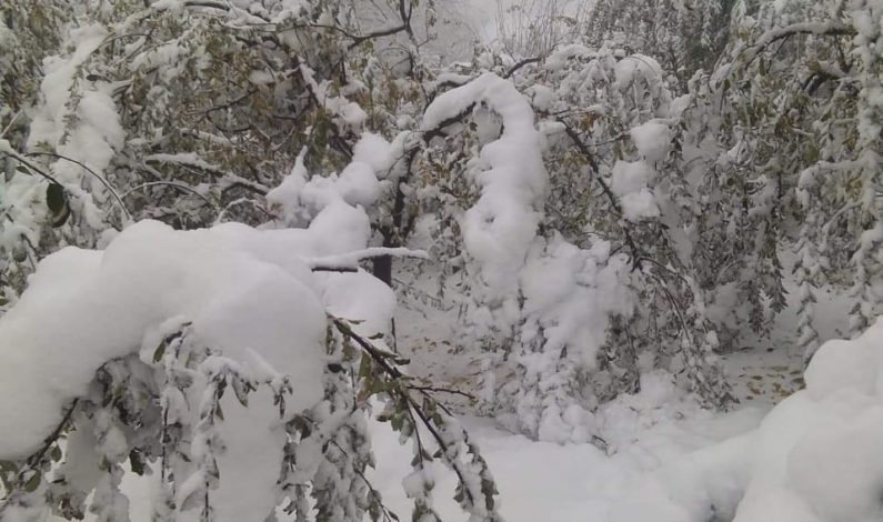 Agriculture crops over 9000 hectares damaged during recent snowfall: Goverenment
