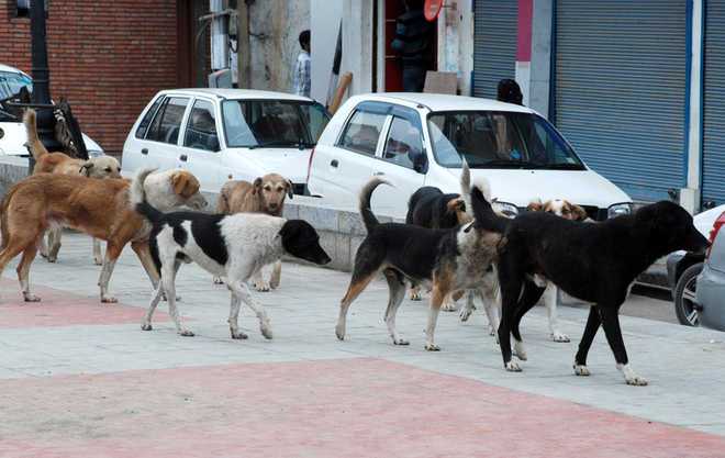 Stray Dogs Unleash Terror, Injure Nearly A Dozen in Lolab Areas