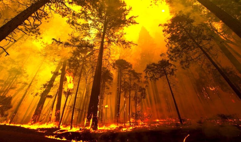 Forest fire along LoC in Poonch triggers landmine explosions Forest fire along LoC in Poonch triggers landmine explosions