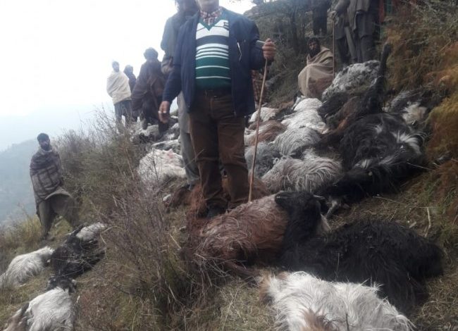 100 goats, sheep killed in lightning strike in Rajouri village