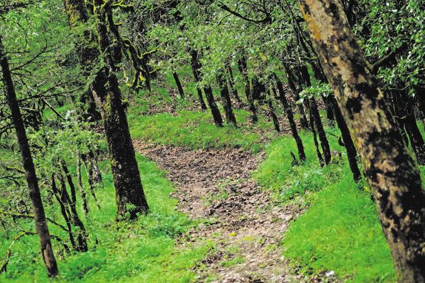 Govt notifies new Compensatory Afforestation Fund Rules Govt notifies new Compensatory Afforestation Fund Rules