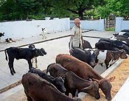 SAC approves Legislation to regulate bovine breeding activities