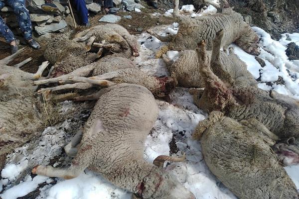 Many livestock die amid highway closure, Mutton dealers suffer huge loss