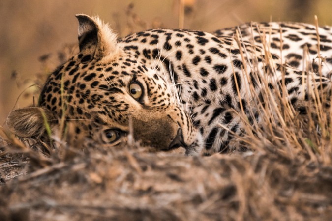 Leopard Killed in ‘mob fury’ in Pulwama