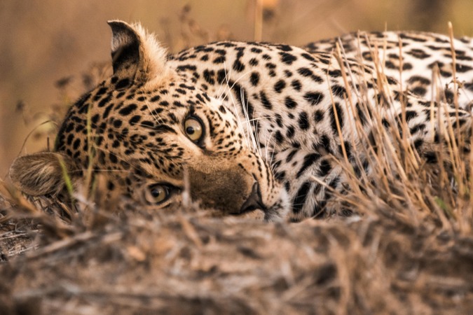 Presence of leopard creates panic in Natipora, Srinagar