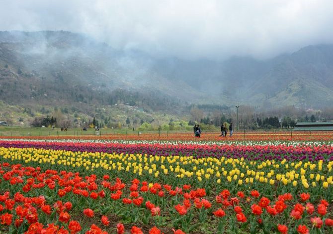 Tulip garden thrown open for visitors in Srinagar