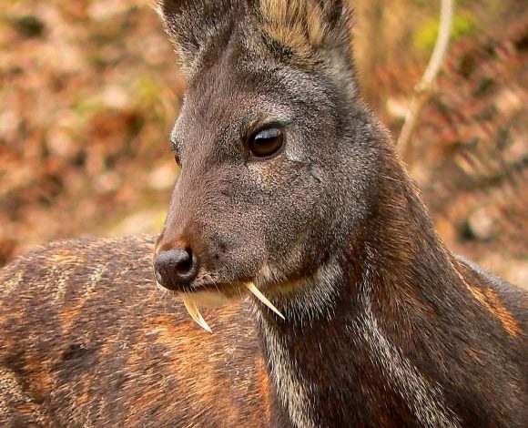 Genes indicate endangered Kashmir Musk Deer also present in Nepal: Study
