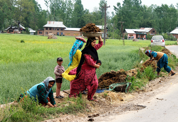 Now SHRC says carrying cow-dung on heads by woman should not be allowed Now SHRC says carrying cow-dung on heads by woman should not be allowed