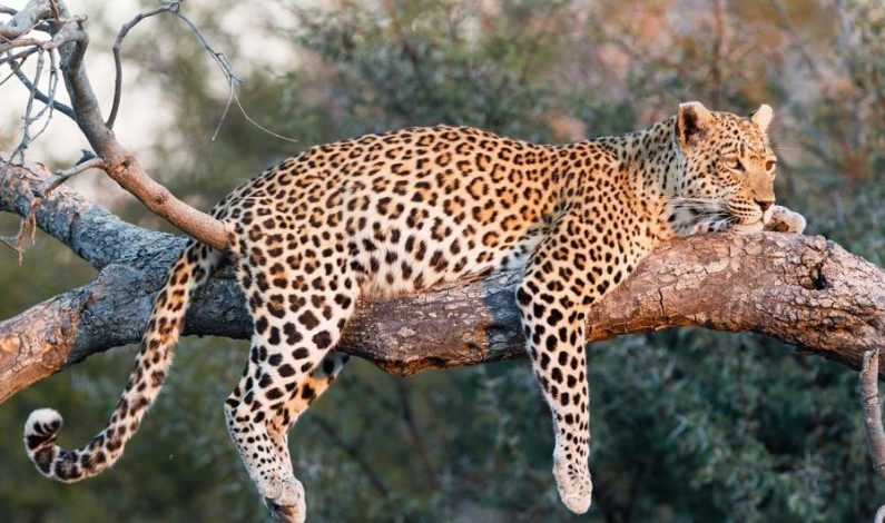 Leopard killed after killing nine sheep in Shopian