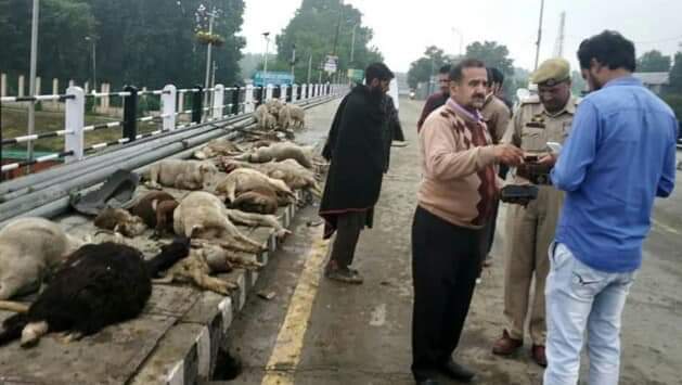 Private vehicle mows down 25 sheep on Zero Bridge Private vehicle mows down 25 sheep on Zero Bridge