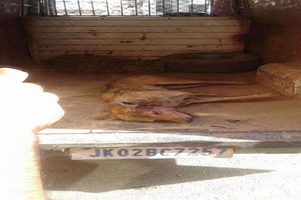 Man kills Wolf to save his life in Lanagate orchards Man kills Wolf to save his life in Lanagate orchards