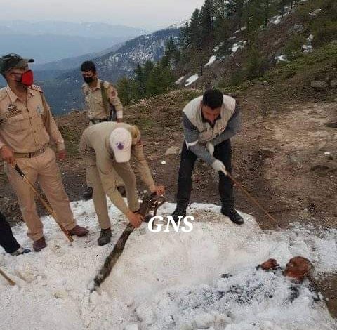 Body of Septuagenarian man found buried under snow in Banihal Body of Septuagenarian man found buried under snow in Banihal