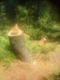 Felling of trees in Sangerwani forests; DM recommends high level enquiry against DFO Felling of trees in Sangerwani forests; DM recommends high level enquiry against DFO