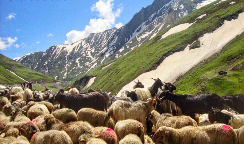 Snow storm leaves 15 horses, 250 sheep dead in Kulgam Snow storm leaves 15 horses, 250 sheep dead in Kulgam