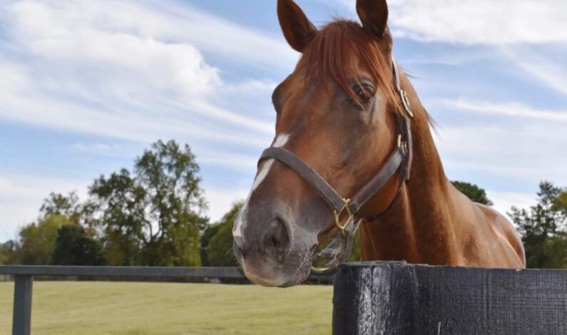 Covid-19: Horse quarantined in Rajouri village Covid-19: Horse quarantined in Rajouri village