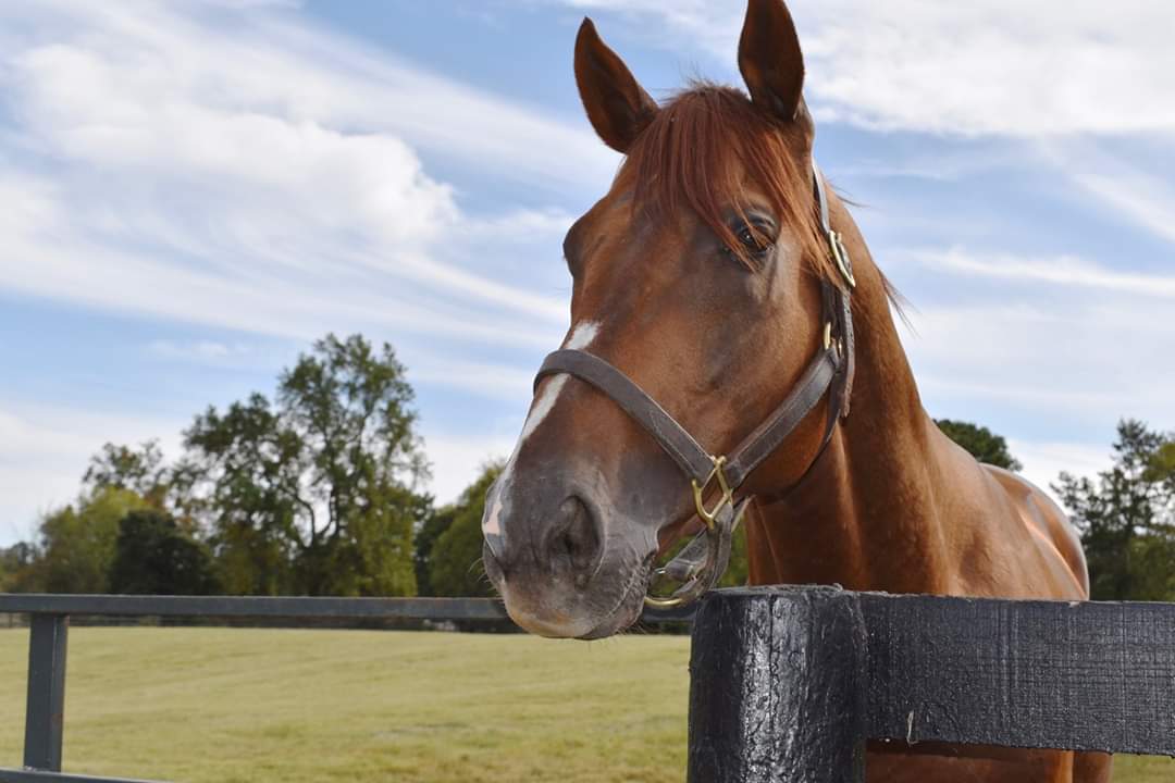 Covid-19: Horse Quarantined In Rajouri Village 