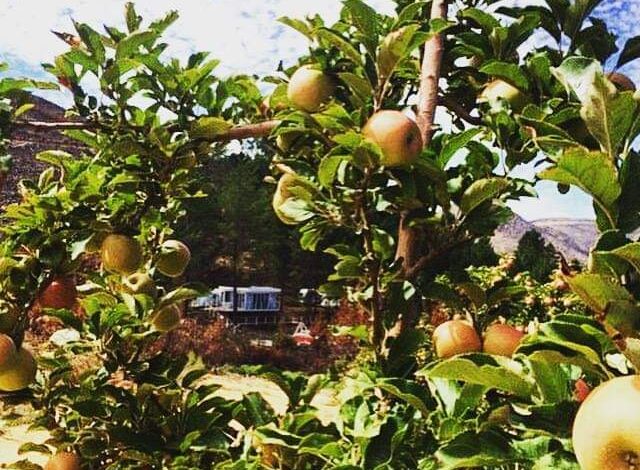 Over three dozen apple trees chopped in Anantnag village, police file FIR