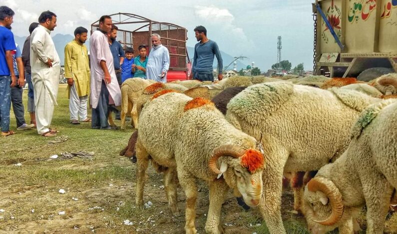 Eid-ul-Adha to be celebrated in J&K on August 1: Mufti Nasir-ul-Islam Eid-ul-Adha to be celebrated in J&K on August 1: Mufti Nasir-ul-Islam