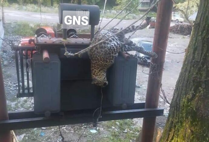 Leopard electrocuted in Karnah Kupwara Leopard electrocuted in Karnah Kupwara