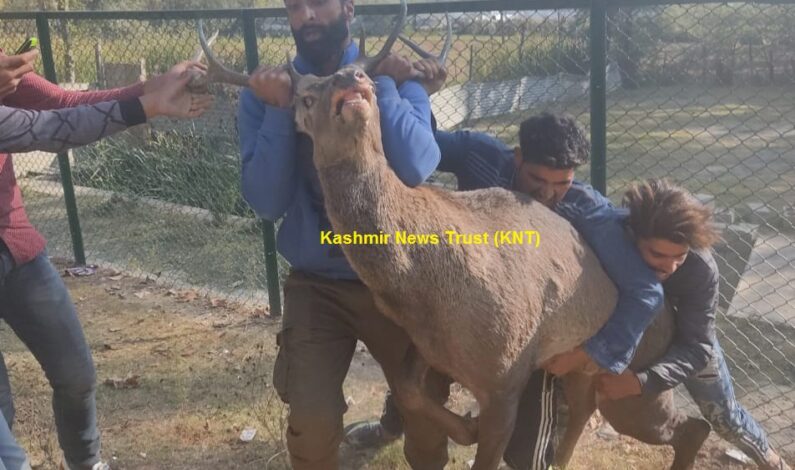 Hangul captured in Awantipora, shifted to Dachigam National Park