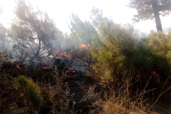 Massive fire erupts in Kalaroos forest of North Kashmir’s Kupwara area