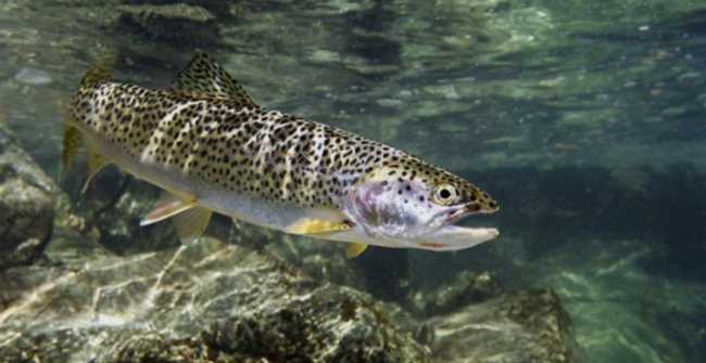 Fish species on decline in J&K, experts warn of extinction if steps not taken forthwith