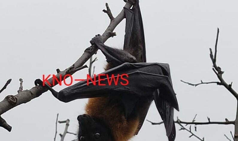 Indian flying fox captured by Wildlife deptt in Kulgam