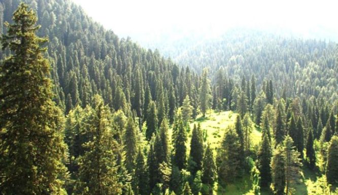 J&K govt constitutes implementation of Forest Rights Act