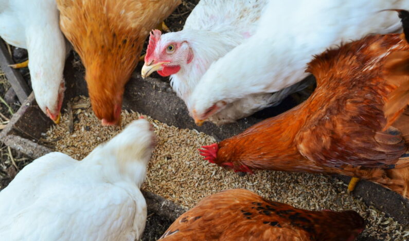 Govt Lifts Poultry Import Ban in Kashmir