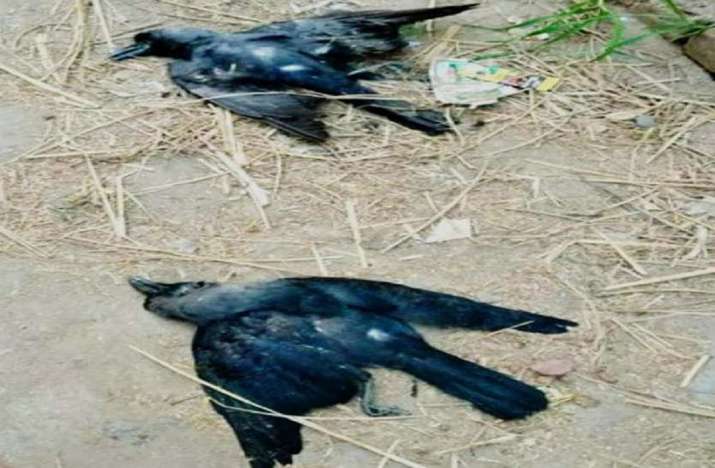 Crows Sighted Dead Second Time in Less Than One Month in Uri Trigger Bird Flu Scare