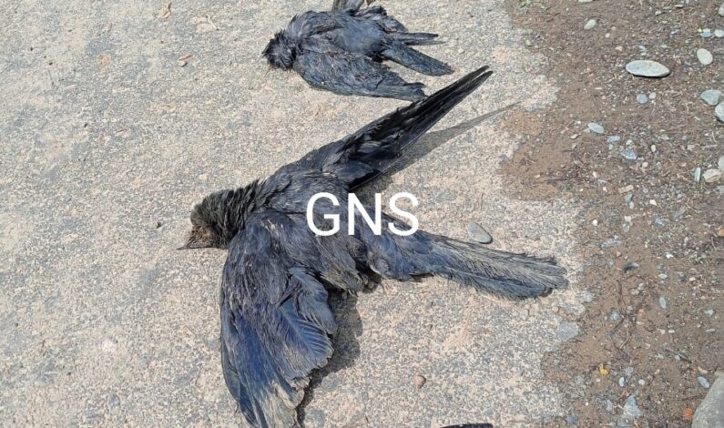 Bird Flu Scare: Scores of Crows Found Dead in Kupwara Village; Carcasses of Several Foxes Also Spotted Bird Flu Scare: Scores of Crows Found Dead in Kupwara Village; Carcasses of Several Foxes Also Spotted
