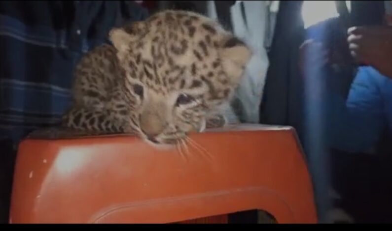 Leopard cub caught by locals in Anantnag village
