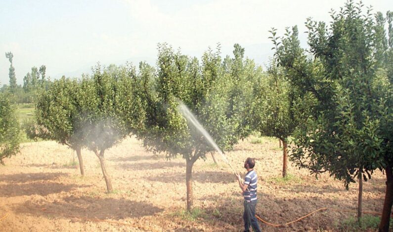 Apple Growers In Handwara Villages Anguished Over ‘Outbreak of Diseases’ Post Recent Rainfall