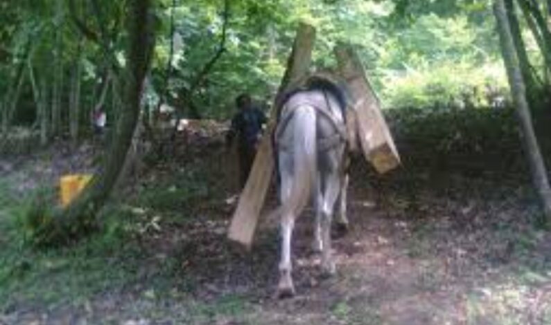 Smugglers escape leaving behind 3 horses laden with illicit timber in Budgam